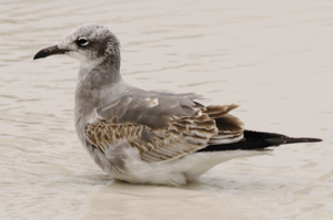 Juvenile laughing gull