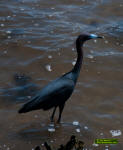 Little blue Heron