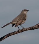 Northern mockingbird