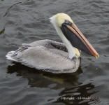 Adult Brown Pelican - Pelecanus occidentalis 