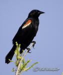 A male Red-winged blackbird, Agelaius phoeniceus.