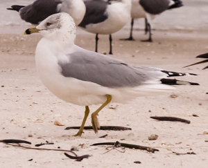 Ring-billed Gull - Larus delawarensis