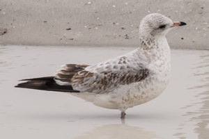 Juvenile Ring-billed gull