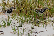 Ruddy Turnstone, Arenaria interpres