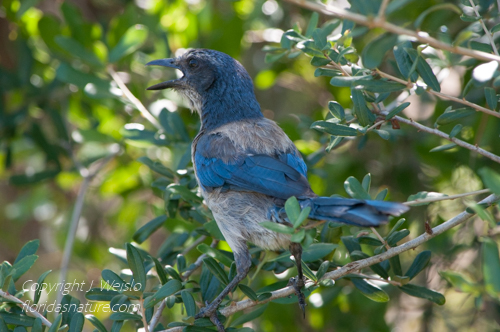 Adult Florida Scrub Jay