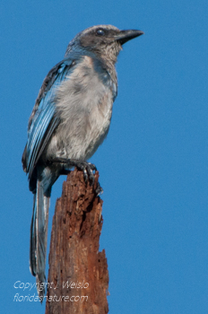 Juvenile Florida Scrub Jay