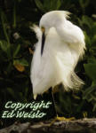 Snowy Egret preening