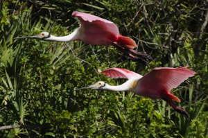 Spoonbills in flight