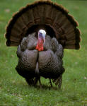 Mature tom turkey