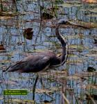 a Tri-colored heron wading