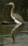 A wading Tri-colored Heron