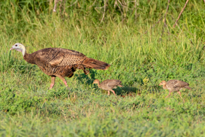 A turkey hen with chicks