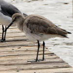 A Willet