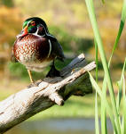 Wood duck resting on a branch
