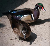 Male and female Wood duck