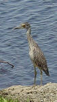 Juvenile Yellow Crowned Night-Heron