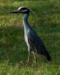 Yellow crowned Night Heron, Nyctanassa violacea