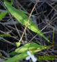 Bog White Violet foliage detail