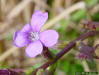 Common Bluehearts (Buchnera americana) flower detail