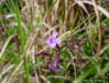 Common Bluehearts plant (Buchnera americana)