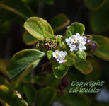 Button sage flowers.