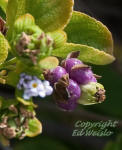 Button sage flowers and fruit.