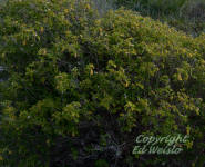 Button sage plant, ( Lantana involucrata)