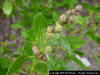 Buttonwood (Conocarpus erectus) fruit