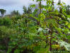 Castor bean plant