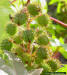 Castor bean seed pods