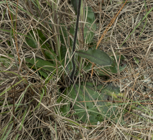 Coastalplain hawkweed - Showing basil rosette of leaves