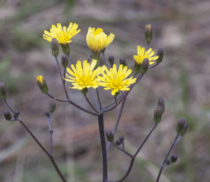 Coastalplain hawkweed ( hieracium megacephalon ) flower detail