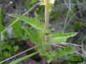 Common sowthistle foliage