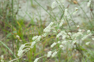 Cottonweed - Froelichia floridana
