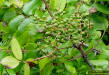 Devil's walkingstick fruit