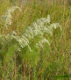 Dog fennel plant in bloom