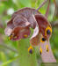 Earleaf Acacia seed pod