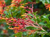 Firebush flowers