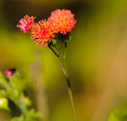 Tasselflower - detail of blooms