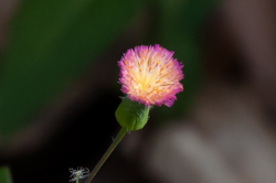 Florida tasselflower - Emilia fosbergii