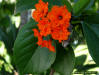 Close-up of Geiger tree flowers