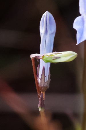 Glades Lobelia (Lobelia glandulosa)