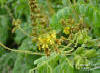 Gray nicker (Caesalpinia bonduc)