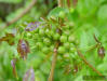 Image - Gumbo limbo fruit