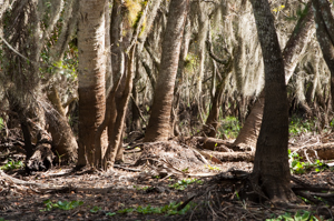 Picture of the understory on a river floodplain wetland