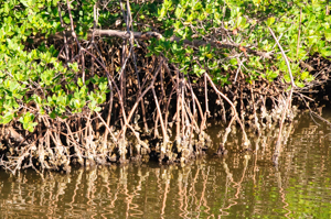 Red Mangroves at low tide showing oysters and barnacles attached to them