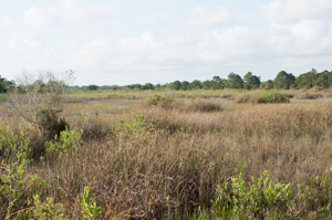 Sawgrass marsh