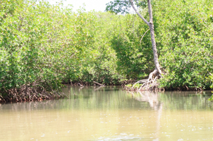 Red mangroves standing in saltwater