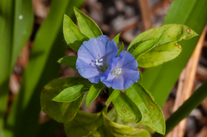 Hairy clustervine - Jacquemontia tamnifolia flower