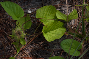 Hairy Clustervine - leaves